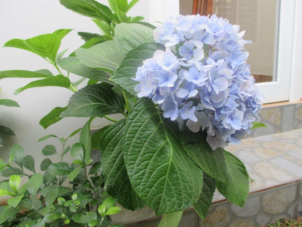 דואונג דונג Manh Duyen Garden Homestay מראה חיצוני תמונה