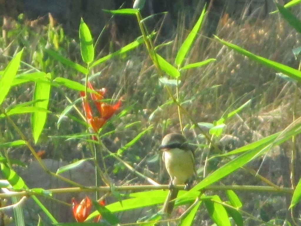 דואונג דונג Manh Duyen Garden Homestay מראה חיצוני תמונה