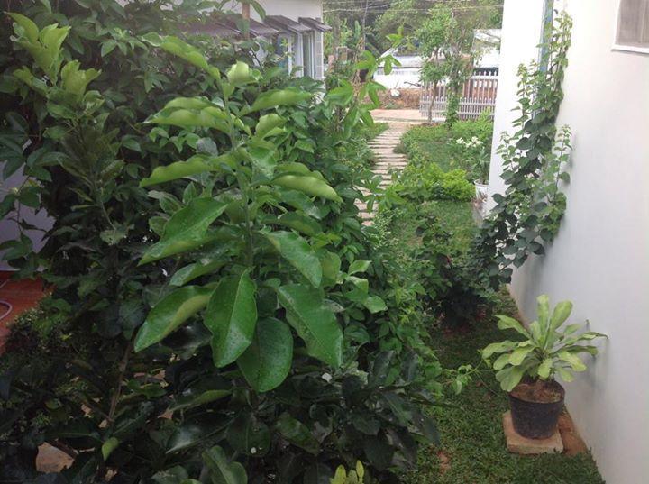 דואונג דונג Manh Duyen Garden Homestay מראה חיצוני תמונה