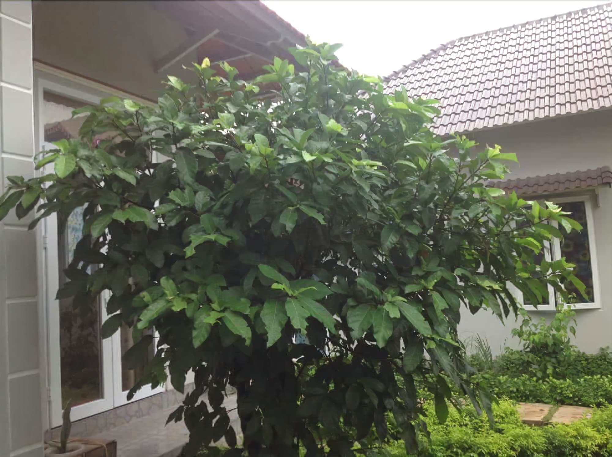 דואונג דונג Manh Duyen Garden Homestay מראה חיצוני תמונה